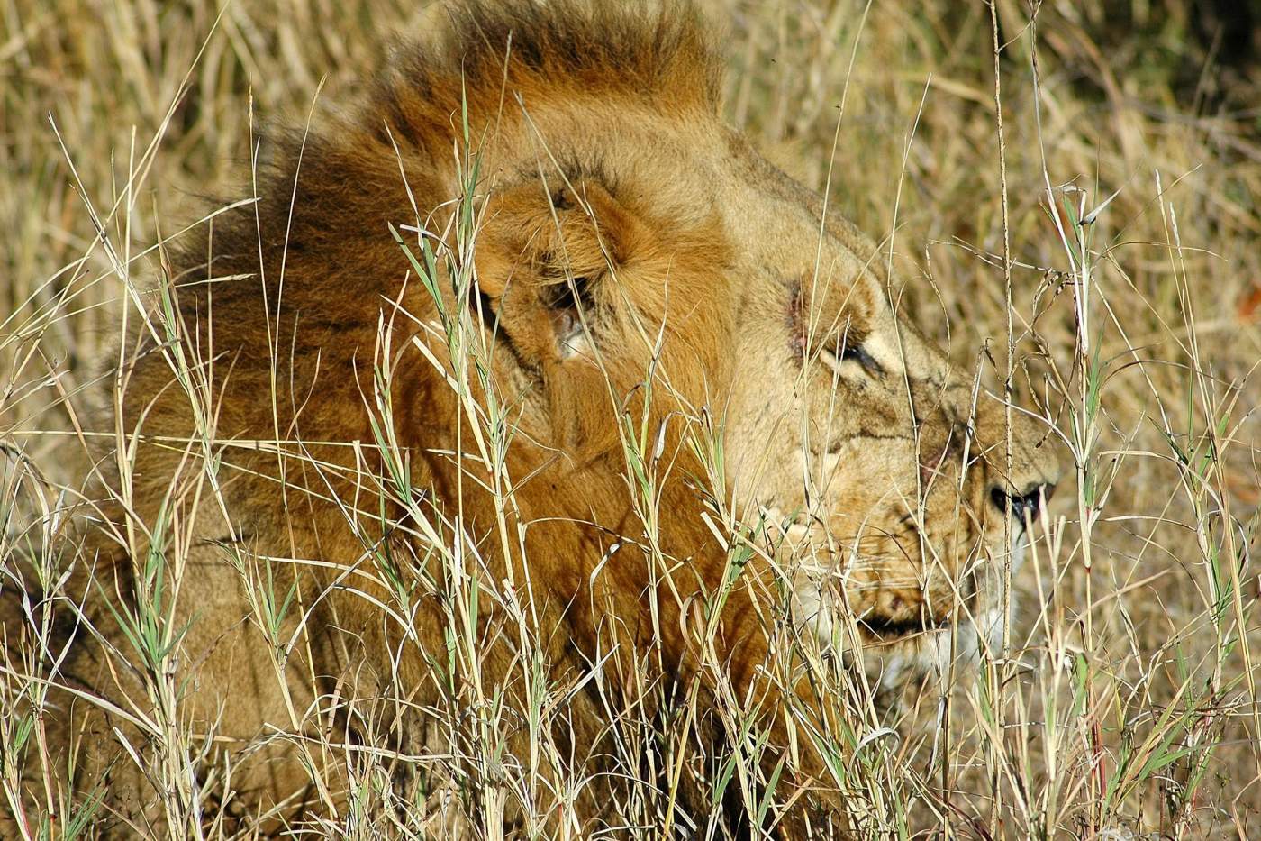 die Big 5 auf der Motorradreise durch Südafrika erleben