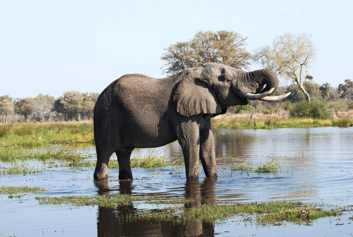 Addo Elephant Park