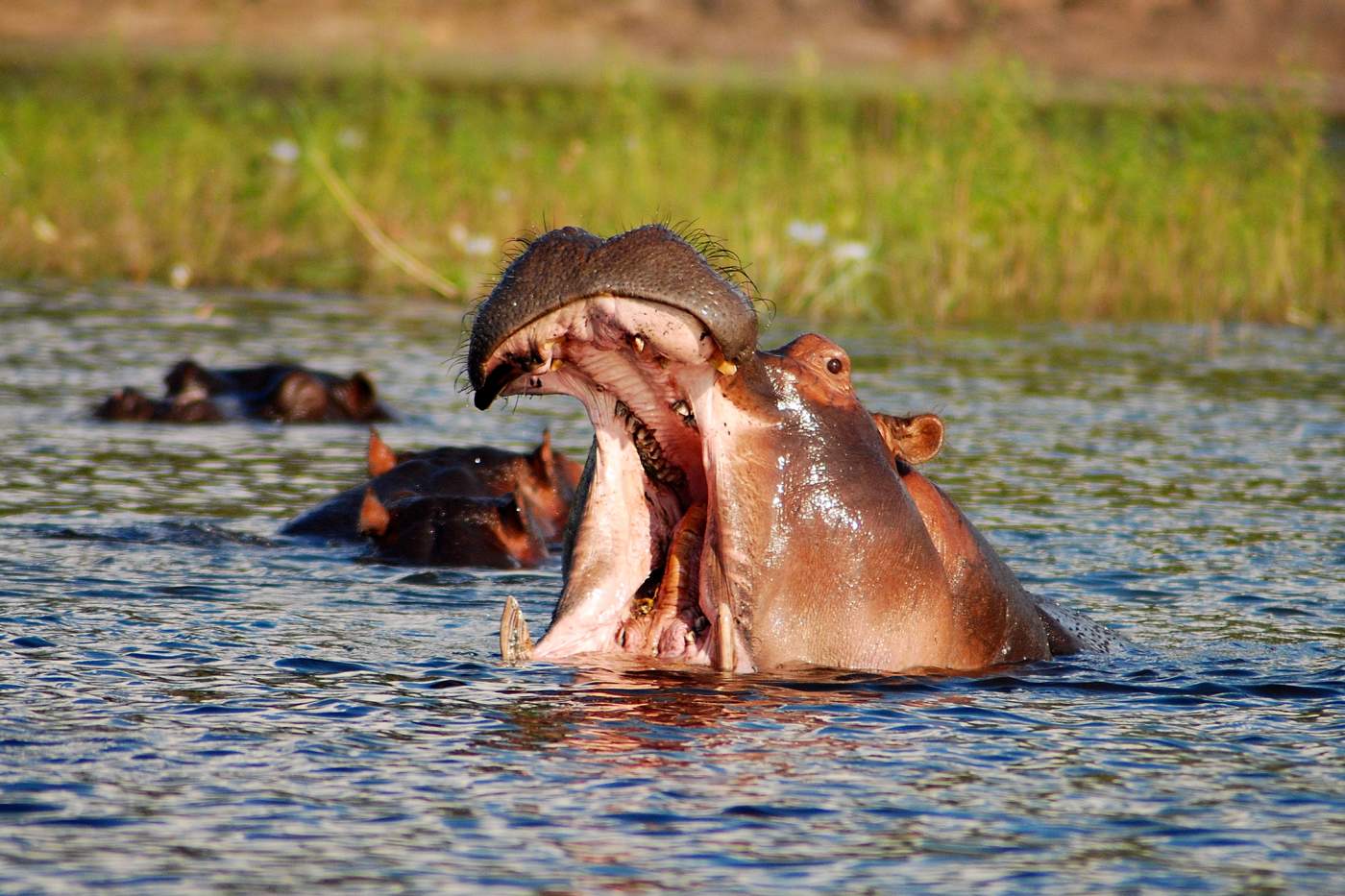  Flusspferd im Mlilwane Wildlife Sanctuary auf der Camping und Lodge Rundreise in Swaziland