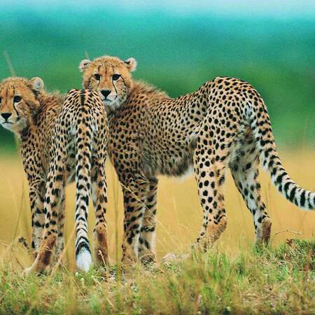 Ostafrika Safari Rundreise: Serengeti bis Victoriafälle