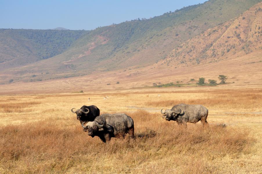 Safari Tanzania: Serengeti, Ngorongoro y Zanzíbar