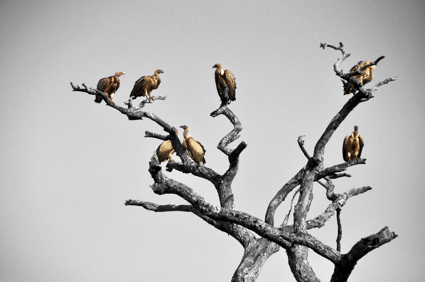 Geier auf abgestorbenem  Baum in Tanzania