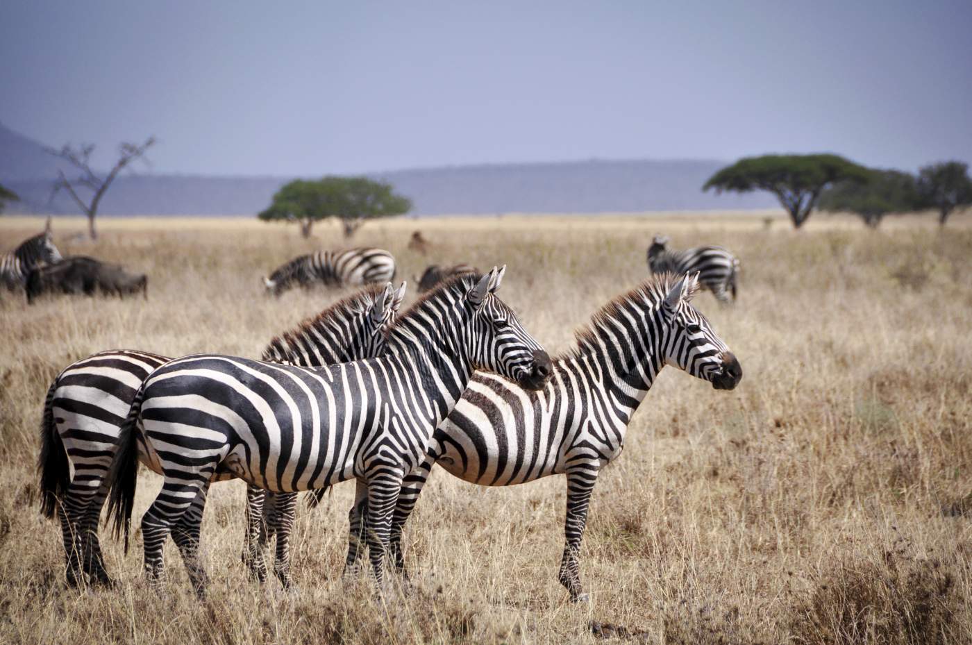 Zebras und Gnus im Serengeti Nationalpark auf Abenteuer Safari Reise durch Tansania