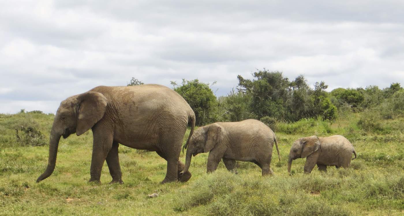 Private Safari durch Tansania mit Sichtung einer Elefanten Familie im Tarangire Nationalpark