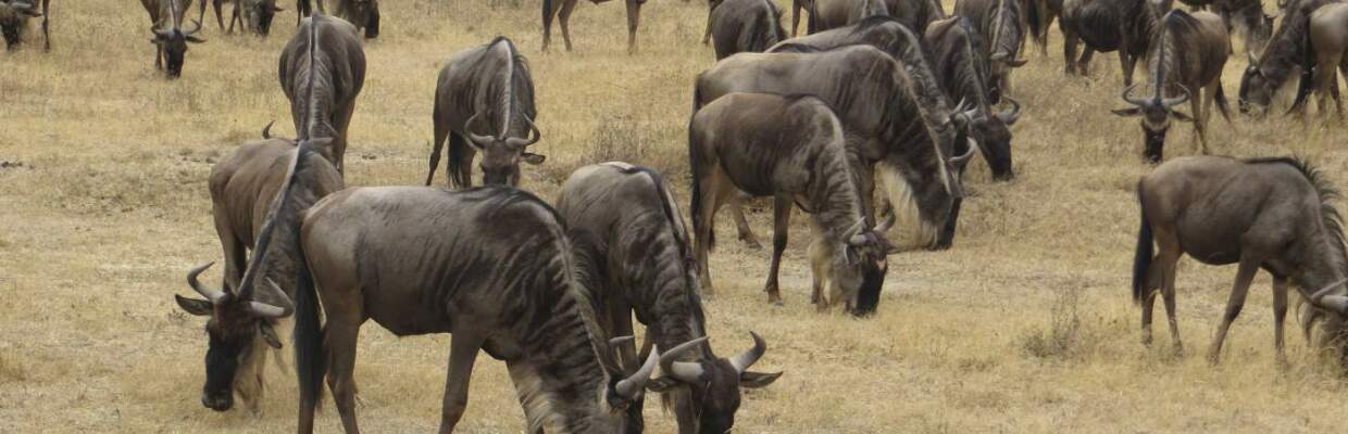 Erlebnis-Reisen Tansania, Serengeti, Tansania