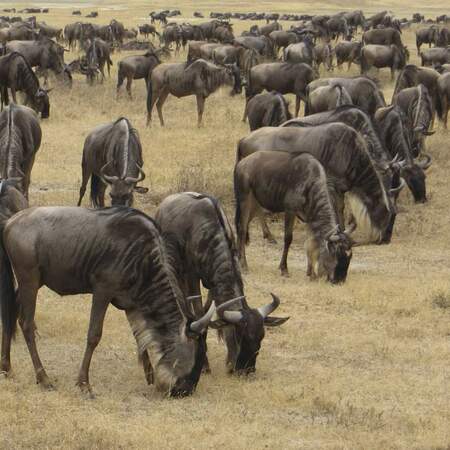 Experience travel in Tanzania: Discover adventure, nature & culture