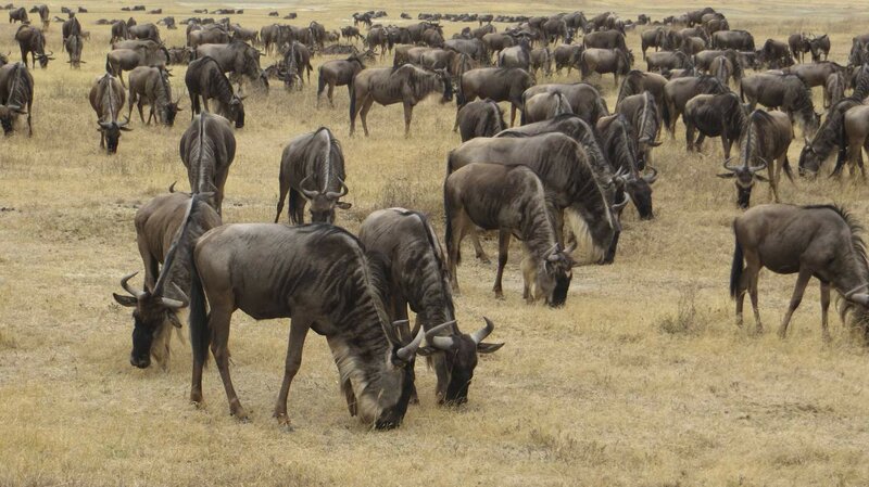 Camping-Safari im Norden: Serengeti & Co.