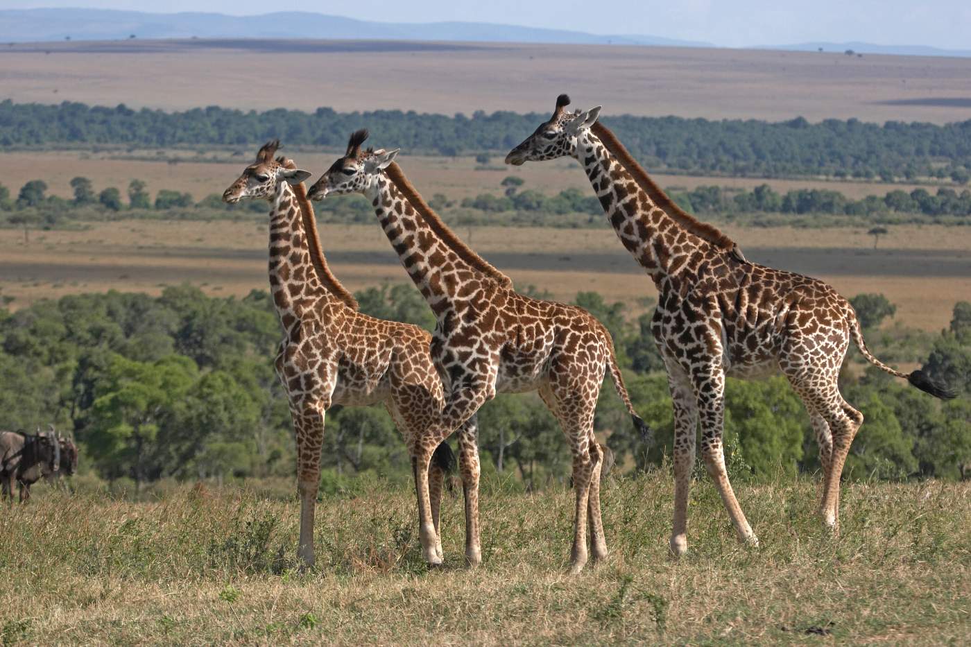 Girffane in Tanzania