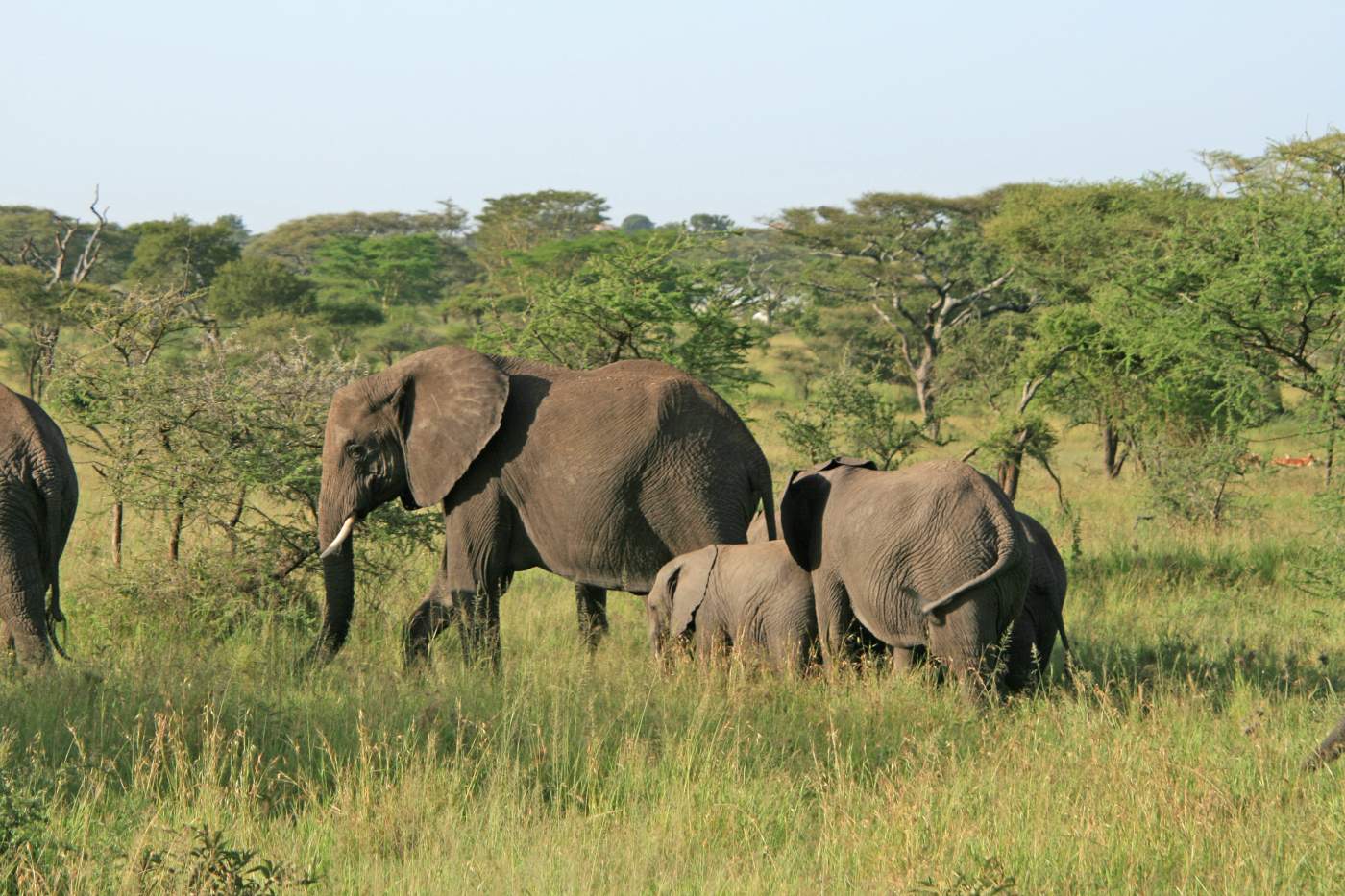 Elefanten Familie auf Abenteuer Safari durch den Tarangire Nationalpark in Tansania Afrika