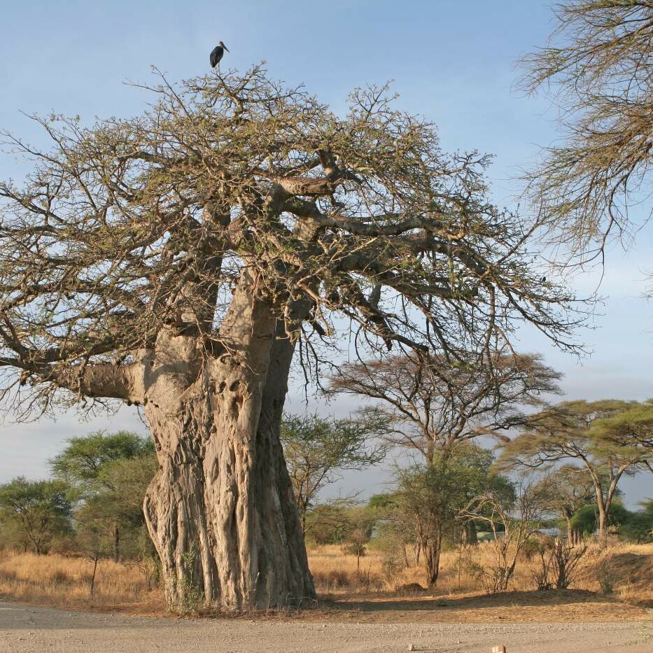 Savannenlandschaft in Tansania