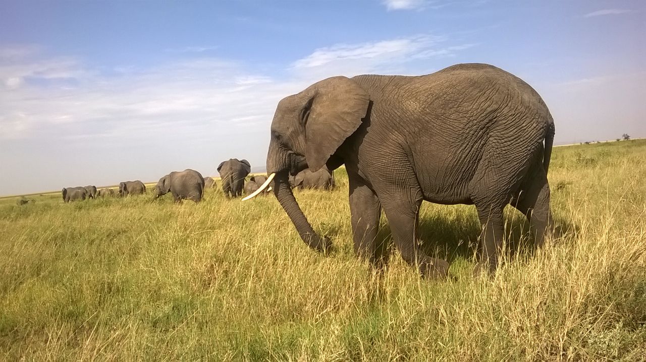Elefantenherden im Tarangire Nationalpark - Tansania