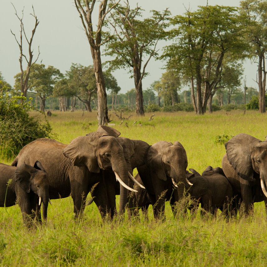 Parque Nacional del Serengeti: De noviembre a diciembre: el regreso al sur