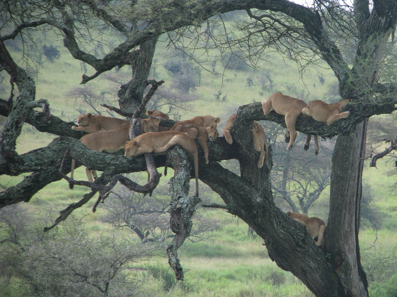 Beeindruckende Bilder auf der Tansania Campingsafari