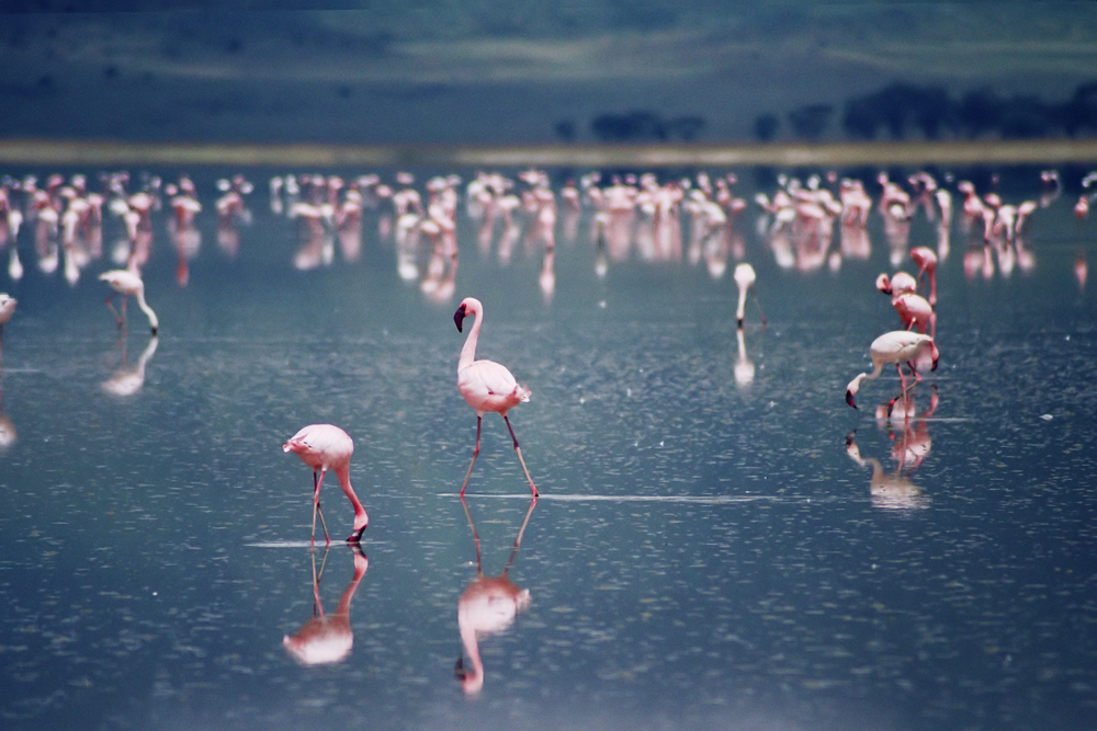 Im Lake Manyara Nationalpark triffst du auf tausende Flamingos