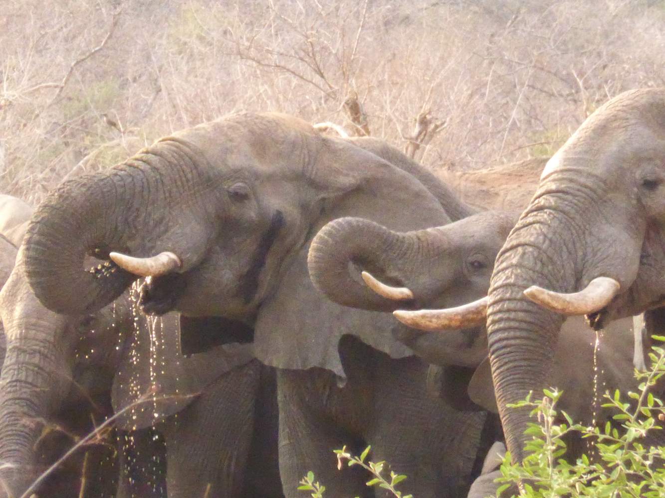 Elefanten im Tarangire Nationalpark-Tansania während der Land Rover Defender Selbstfahrer Safari Reise Abenteuer durch Tansania 