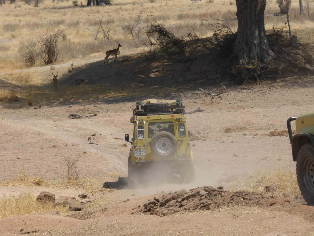 Tansania Selbstfahrer Land Rover Defender Safari Reise Abenteuer Pirschfahrt im Serengeti  Nationalpark