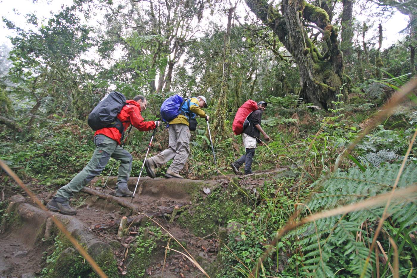 Trekking auf der Machame Route am Kilimanjaro in Tansania