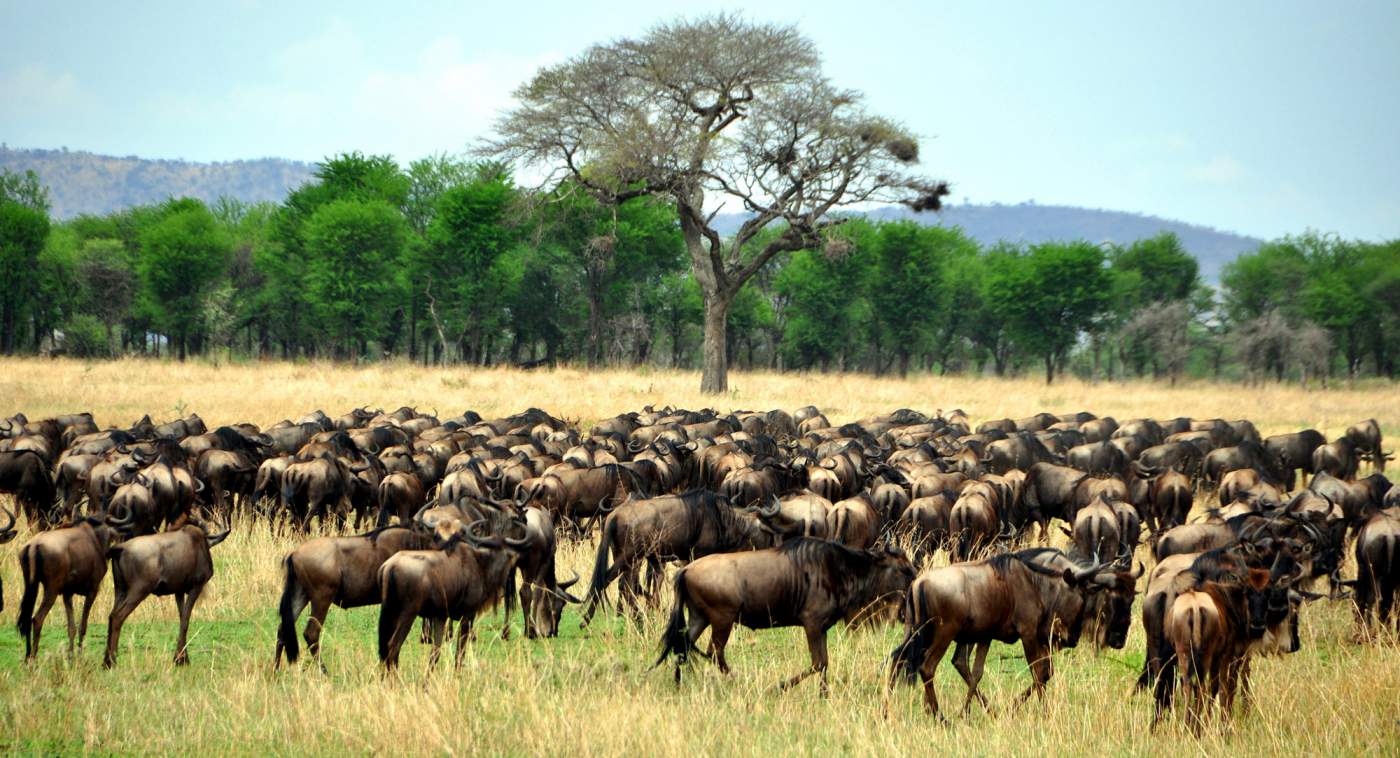 Tansania Camping-Safari im Norden: Serengeti & Co.