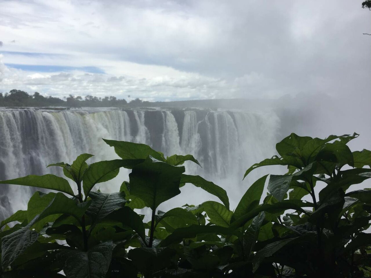 Ein breiter Wasserfall verschwindet im aufsteigenden Nebel, im Vordergrund grüne Blätter