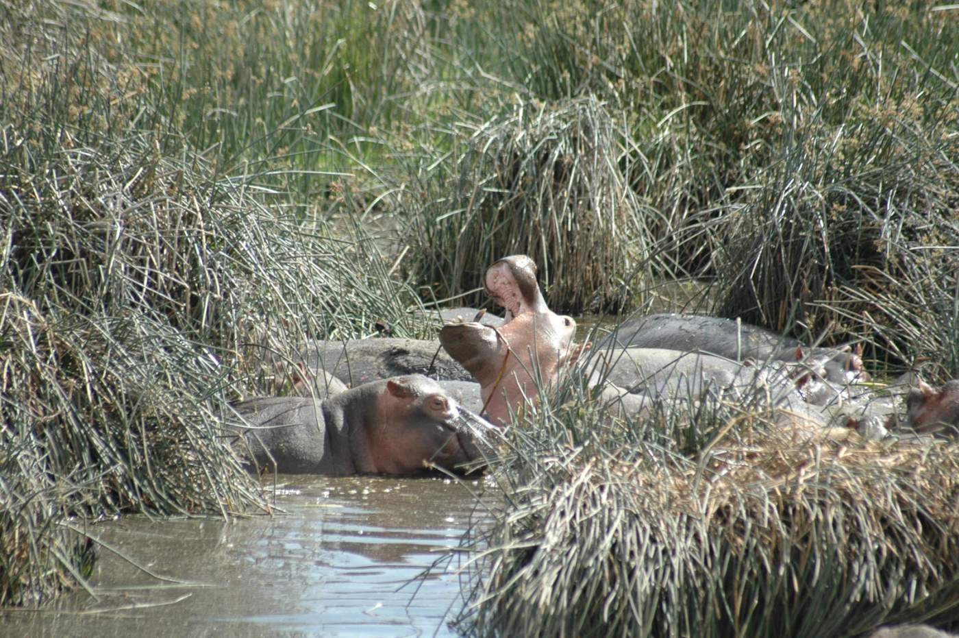 Safari im Ngorongoro Krater Serengeti Tansania Nilpferd Flusspferd