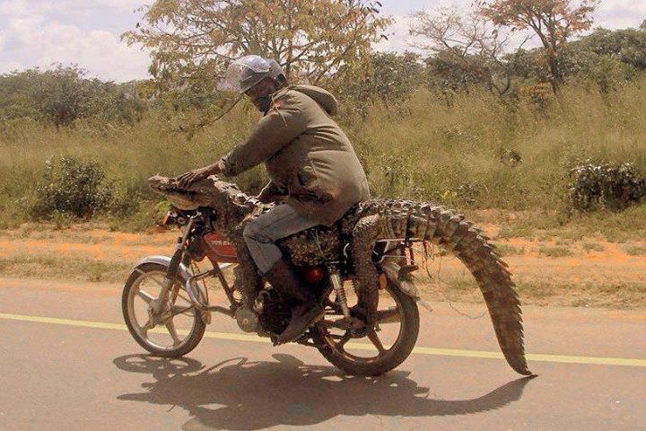 Krokodiel bei Josch auf der Motrad Tour durch Afrika