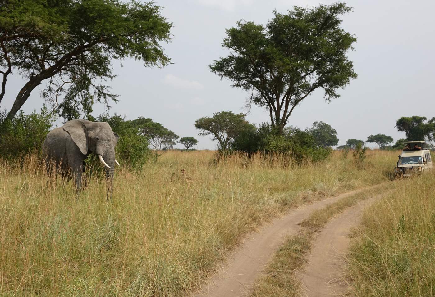 Safari im Queen Elizabeth Nationalpark Kleingruppenreise Uganda Overcross