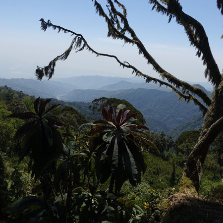 Gorilla Trekking, Safari ed Esperienze in Uganda