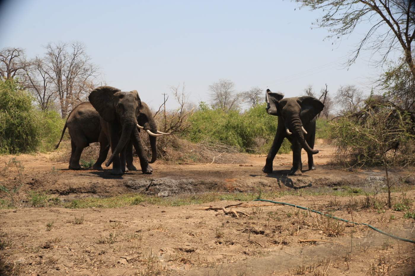 Elefanten auf der Rundreise in Simbabwe