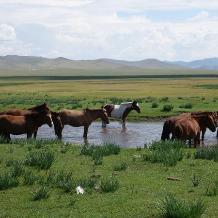 Mongolei Motorradreisen: Enduro durch Gobi und Steppe