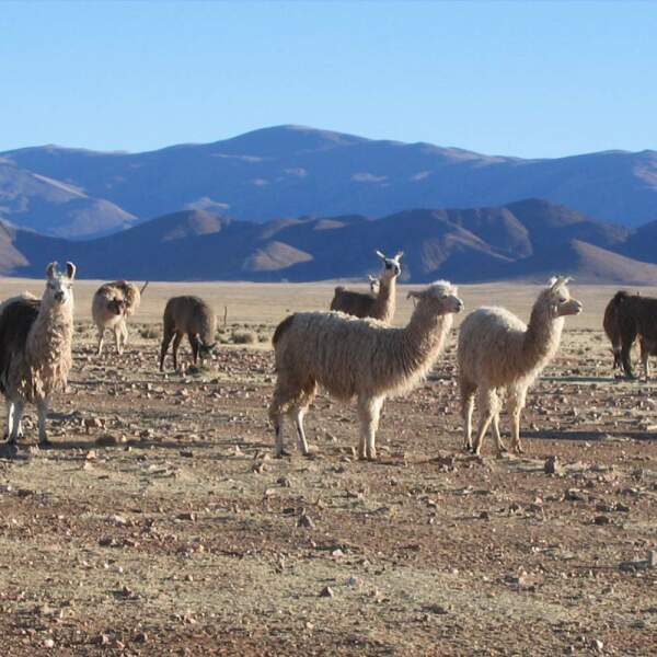 Erlebnis-Reisen Argentinien Ushuaia Nationalpark Beagle-Kanal