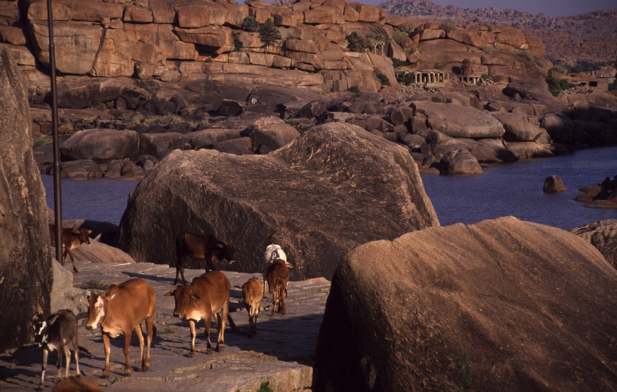 Büffel an einem Wasserloch Indien Reisen Tiere Büffel