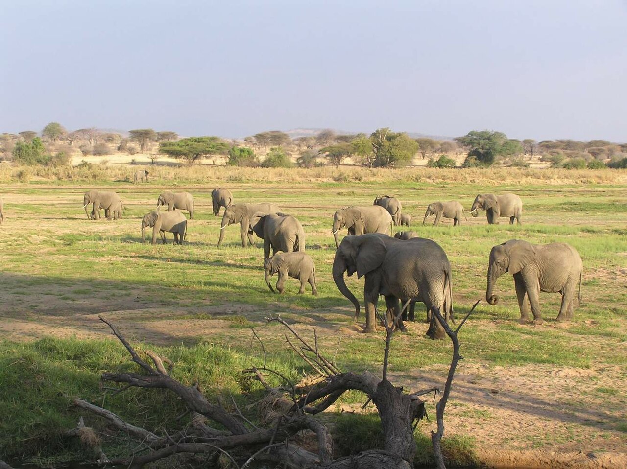 Uma manada de elefantes africanos, incluindo crias, a pastar numa planície de savana seca com acácias