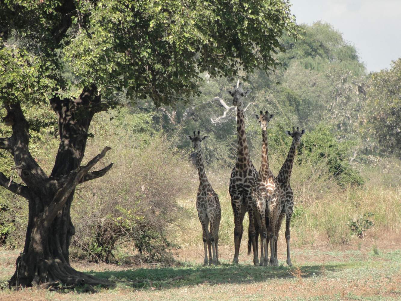 South Luangwa National Park