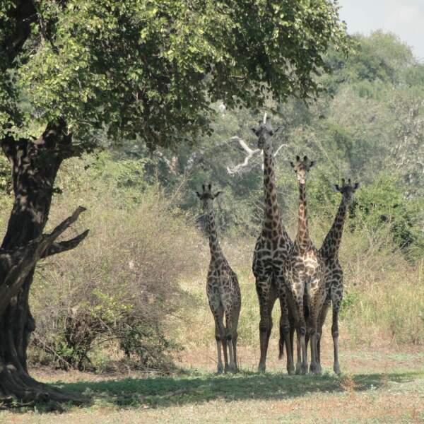 Luangwa Nationalpark