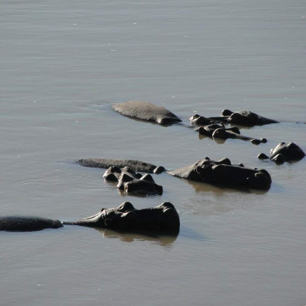 Luangwa Nationalpark