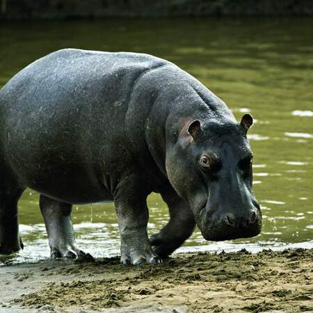 Südafrika Safari Rundreise: Kruger bis Kap