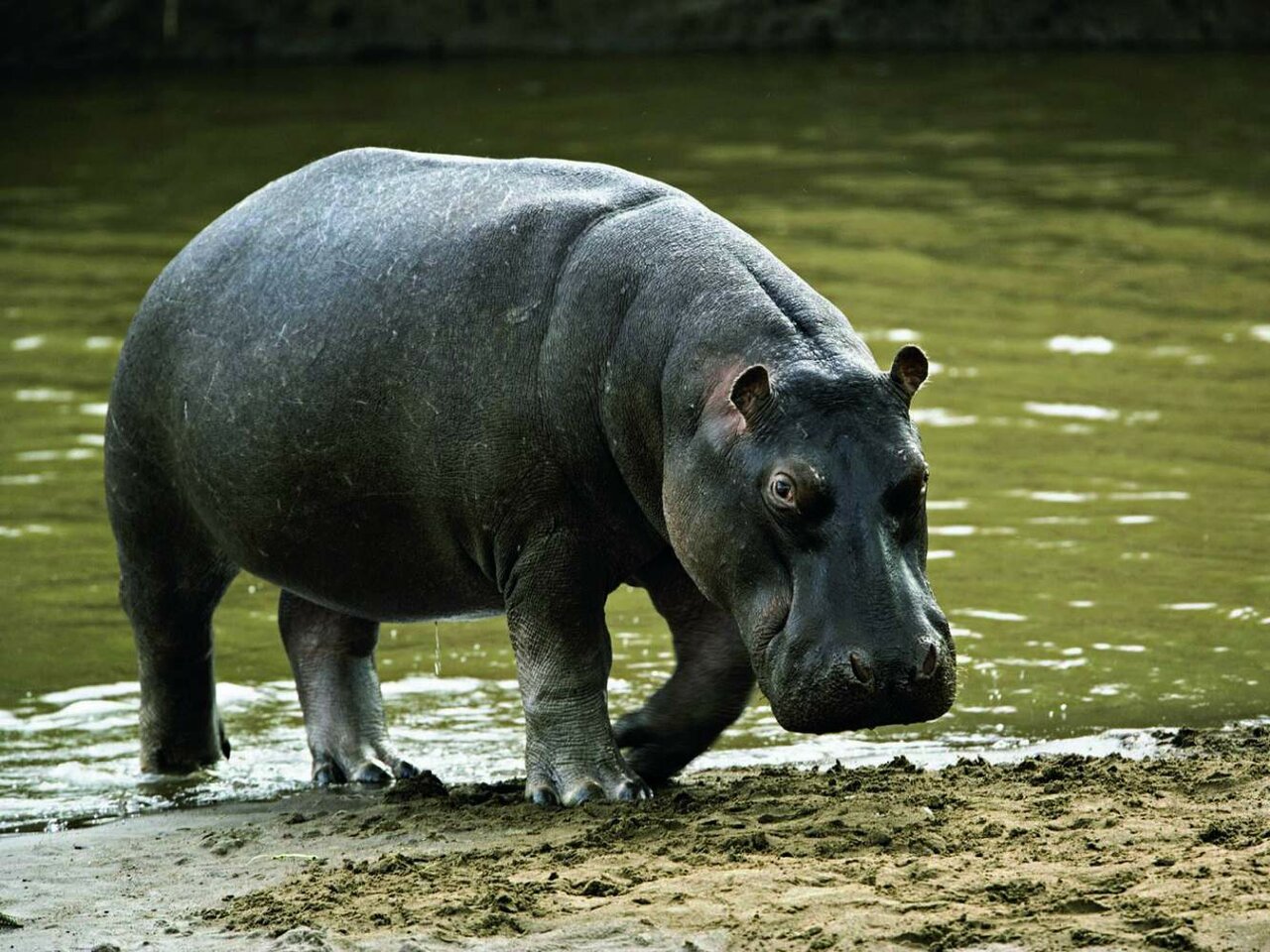 Um hipopótamo parado na margem lamacenta de um rio, olhando para a câmera