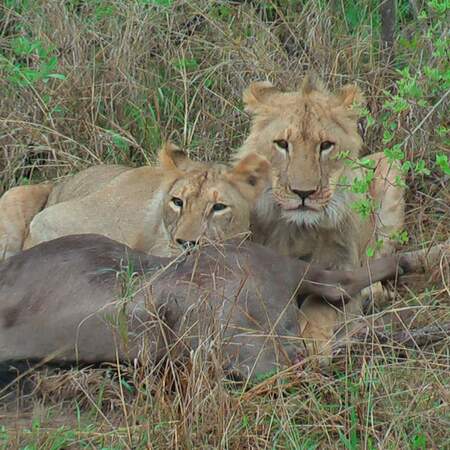 Overland Safari Botswana: Okavango & Chobe