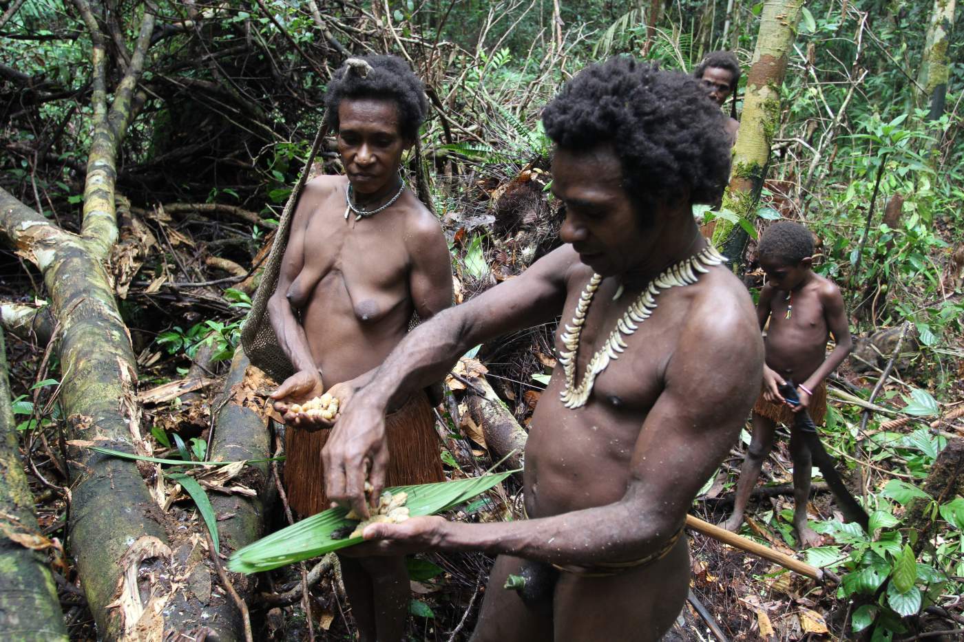 Alltag mit den Waldnomaden im Sagowald, West-Papua Alltag mit den Waldnomaden im Sagowald, West-Papua