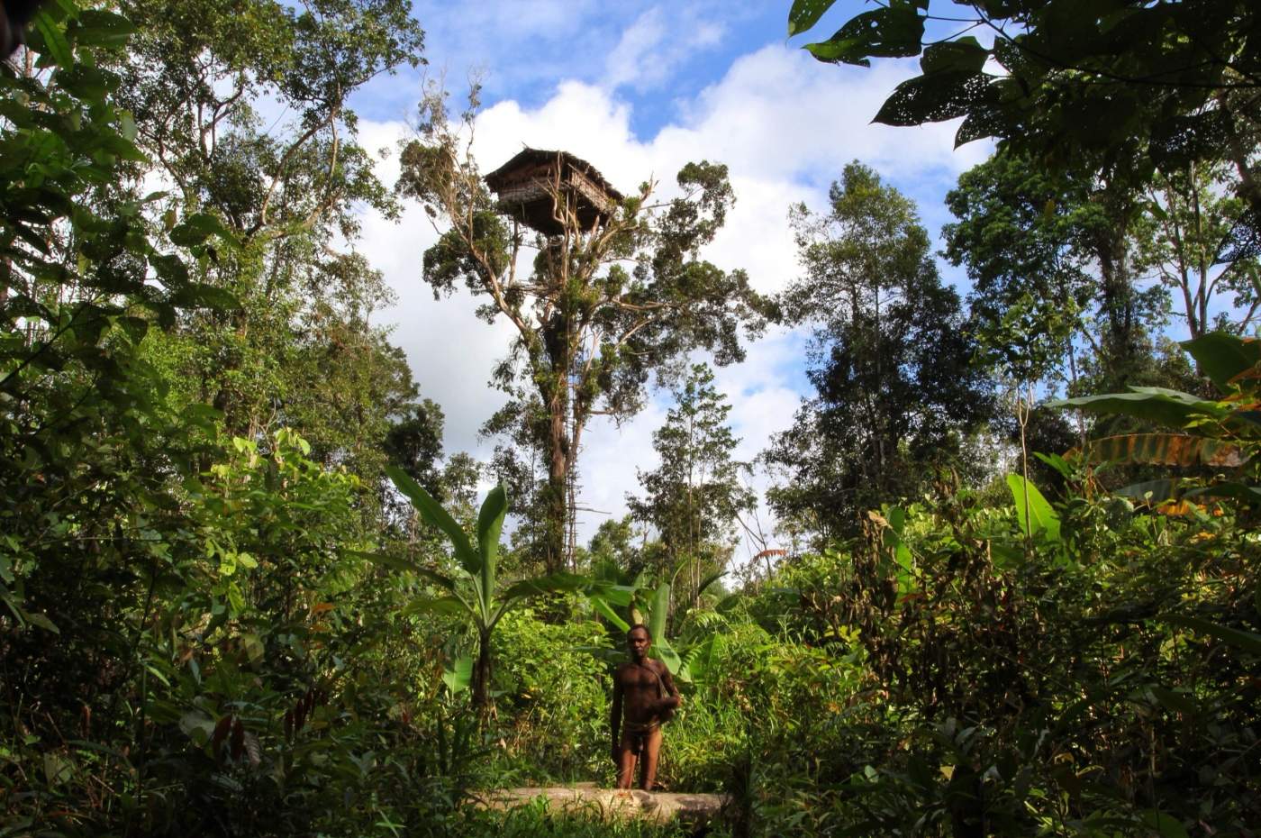 Ein Höhepunkt der West-Papua-Reise sind die beeindruckenden Baumhäuser der Kuruwai
