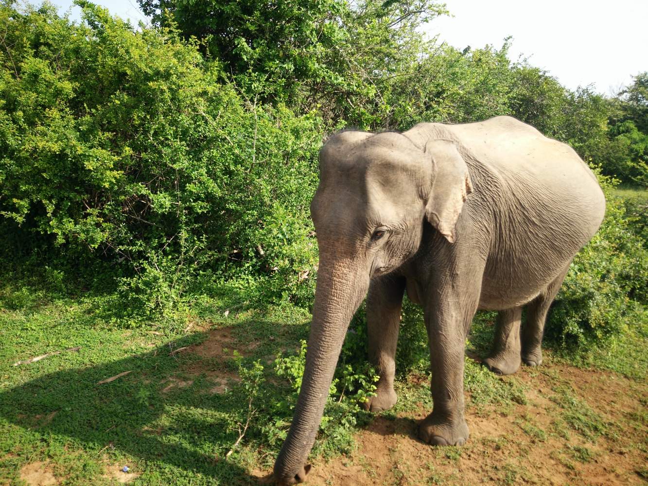 Udawalawa National Park - Das Zuhause vieler Elefanten