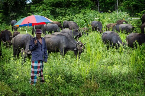 Viajes en moto Sri Lanka: vive la cultura, la naturaleza y el enduro