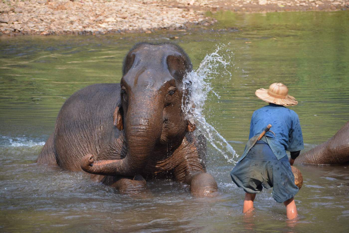 Elefantendusche in Thailand