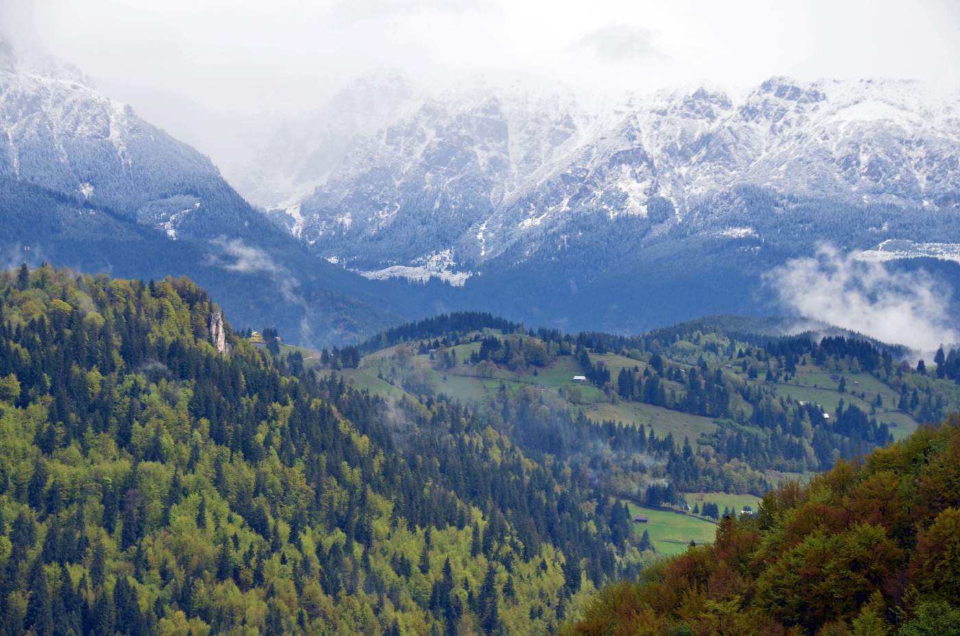 Grüne Wälder mit schneebedeckten Bergen in Rumänien
