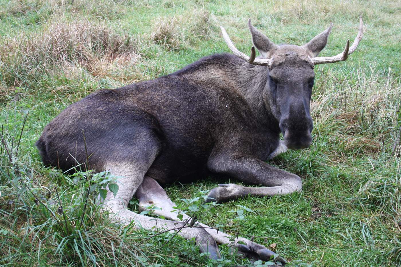 Elch auf Reise in Süd-Schweden mit Reisveranstalter Overcross Elch auf Reise in Südschweden mit Reiseveransatlter Overcross