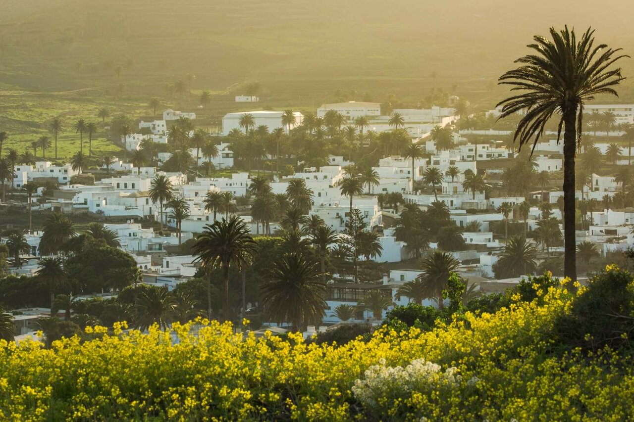 White village blanketed in palm trees on a hillside, yellow flowering fields in the foreground