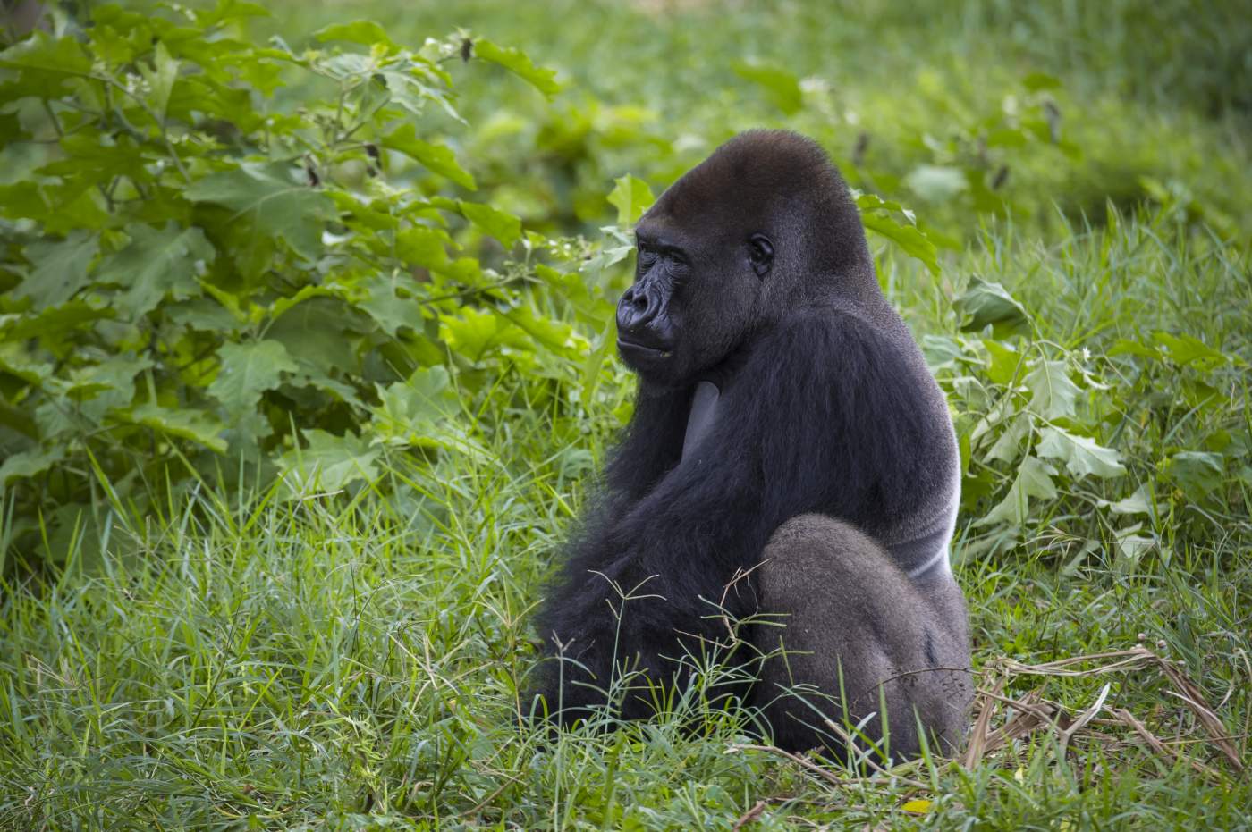 Die vom Aussterben bedrohten Cross-River-Gorillas in Kamerun
Die vom Aussterben bedrohten Cross-River-Gorillas in Kamerun
