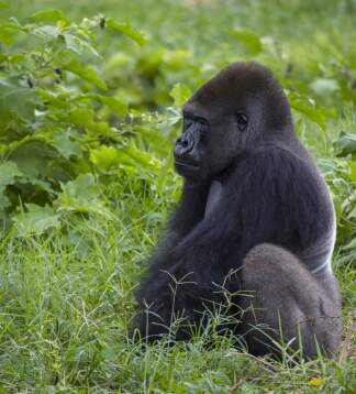 Erlebnis Safari zwischen den Stränden von Sansibar und den Gorillas