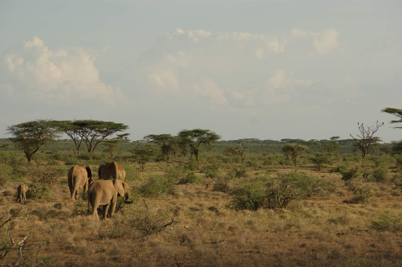 Elefantenherde in der kenianischen Baumsavanne
