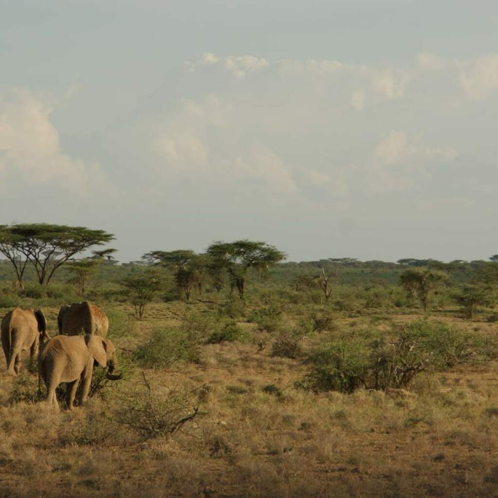 Kenias und Tansanias Rundreisen & Erlebnisreisen